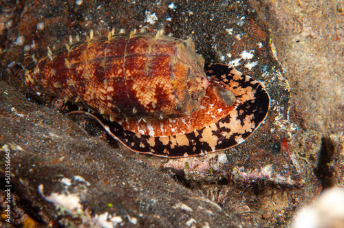 Cono geografico, Conus geographus, gasteropode  con mantello estroflesso