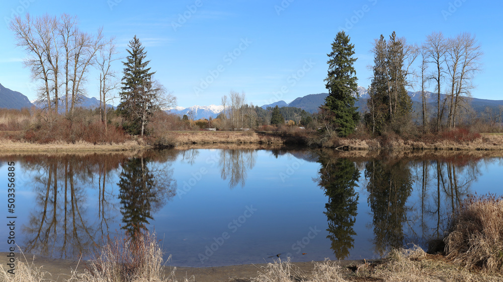 Leafless trees reflected in the mirror-like marsh pond