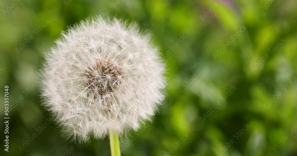 Slow motion of dandelions on meadow natural background. Dandelion seeds. Beautiful nature scene with sun flare Slow motion of dandelions on meadow natural background. Dandelion seeds. Beautiful nature scene with sun flare