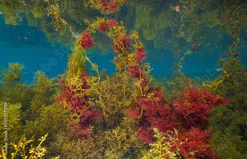 Brown and red marine algae underwater in the ocean (mostly Japanese wireweed and harpoon weed), eastern Atlantic seaweeds, Spain