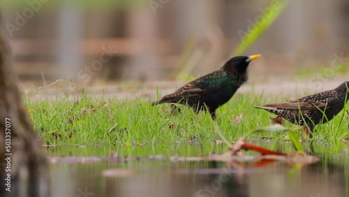 The male starling performs a courtship ritual in front of the female. Wild Forest Bird Common Starling looking for worms in grass In Spring day. Wildlife. birds are feeding.