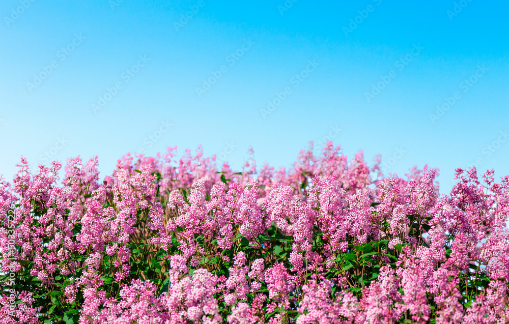 Blooming lilac. Lush clusters of purple lilac bushes on the background of a clear blue sky. The upper part of the shrub.