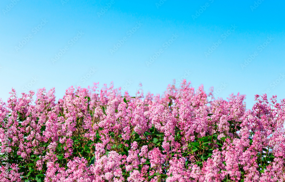 Blooming lilac. Lush clusters of purple lilac bushes on the background of a clear blue sky. The upper part of the shrub. Blooming lilac. Lush clusters of purple lilac bushes on the background of a clear blue sky. The upper part of the shrub.