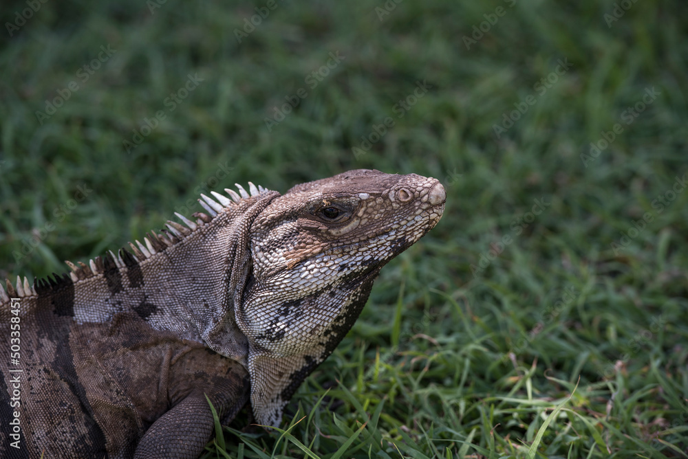 Black Spiny Tailed Iguanas (Ctenosaura similis) Black Spiny Tailed Iguanas (Ctenosaura similis)