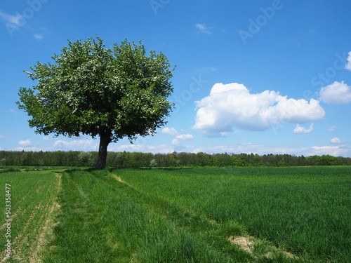 Samotne drzewo  w tle las  b    kitne niebo  bia  e chmury  zielona trawa   A lonely tree  forest in the background  blue sky  white clouds  green grass