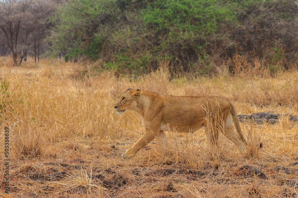 Lioness (Panthera leo) walking in Tarangire national park, Tanzania Lioness (Panthera leo) walking in Tarangire national park, Tanzania