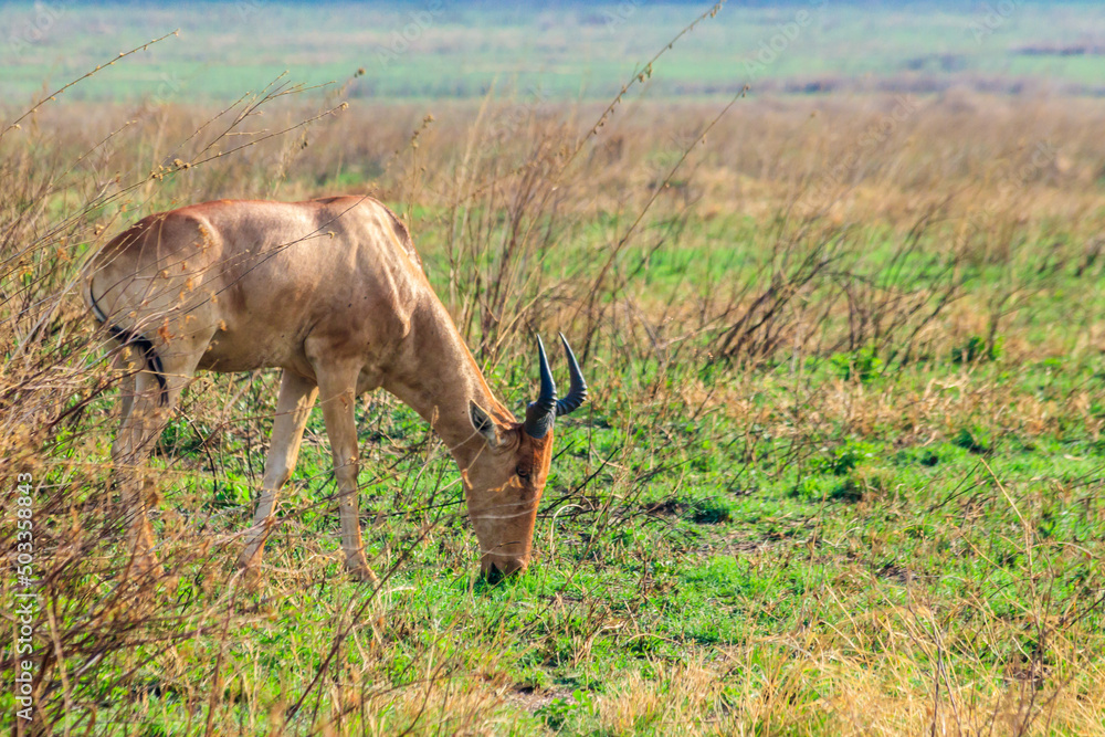 Fototapeta premium Coke's hartebeest (Alcelaphus buselaphus cokii) or kongoni in Serengeti national park in Tanzania, Africa