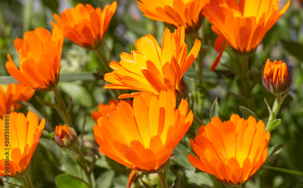 Flores naranjas de Calendula officinalis Flores naranjas de Calendula officinalis