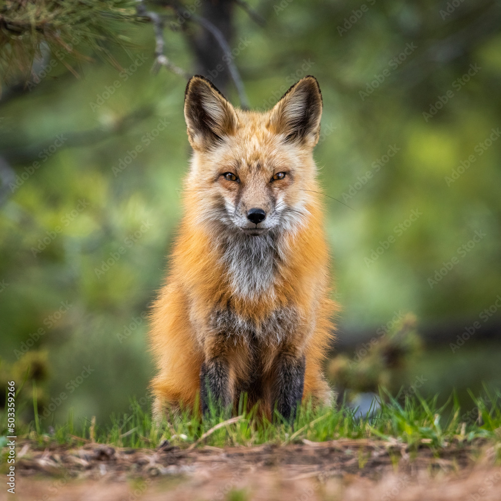 Red fox (Vulpes vulpes) close up sitting in forest Colorado, USA