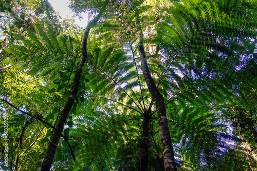 large ferns plant in the tropical atlantic forest in Brazil