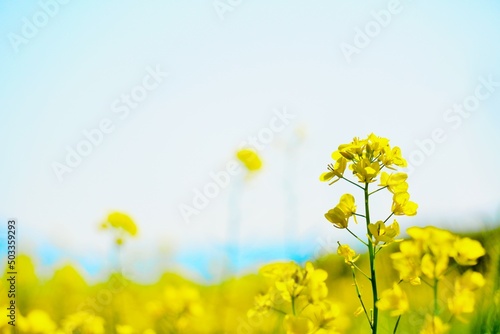 満開の黄色い菜の花畑の中の一つの花のアップ