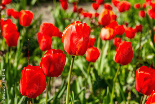 Blooming red tulips in the garden. Spring seasonal of growing plants. Gardening concept background