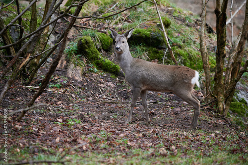 Roe deer near bushes in forest photo