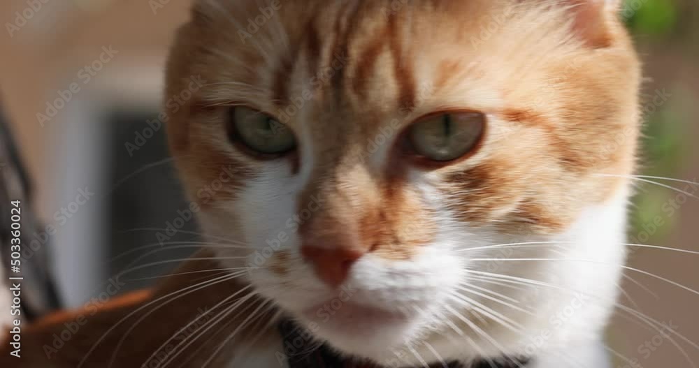 Slow motion of close up portrait of beautiful red white cat in sunny light breeze spring day Slow motion of close up portrait of beautiful red white cat in sunny light breeze spring day