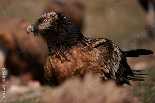 Aggressive bearded vulture in nature
