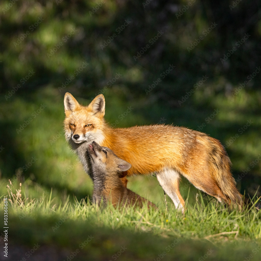 Red fox (Vulpes vulpes) adult with kit in warm evening sunlight Colorado, USA