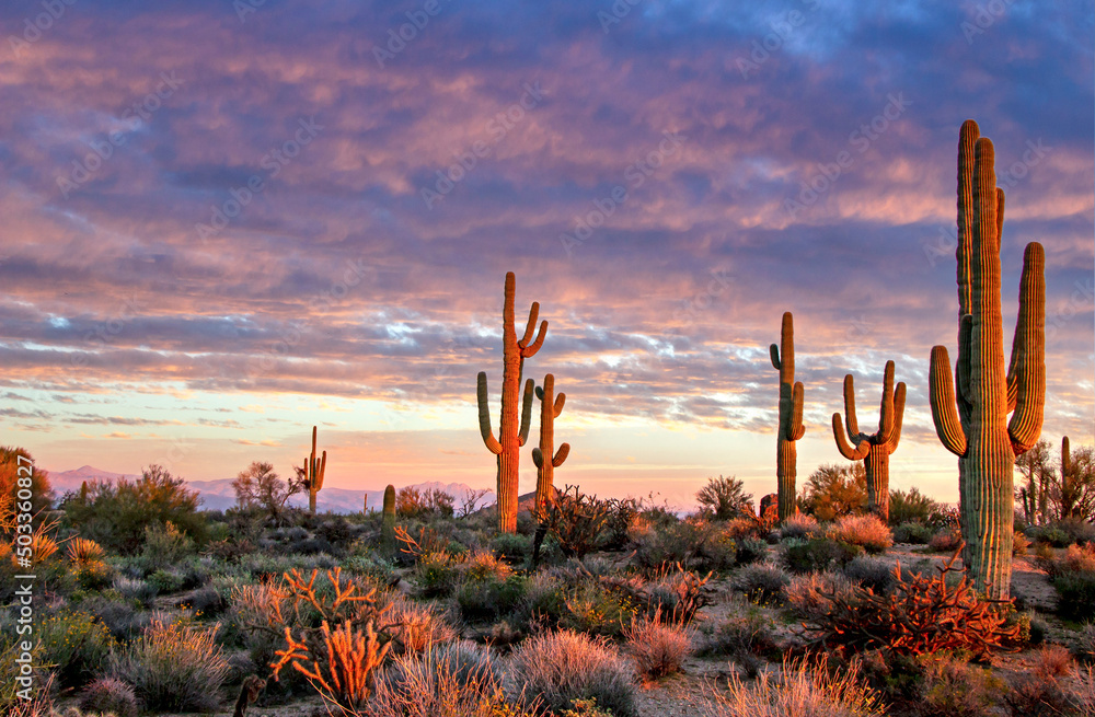 Sonoran Desert Landscape In Scottsdale AZ Near Sunset Time - obrazy, fototapety, plakaty 