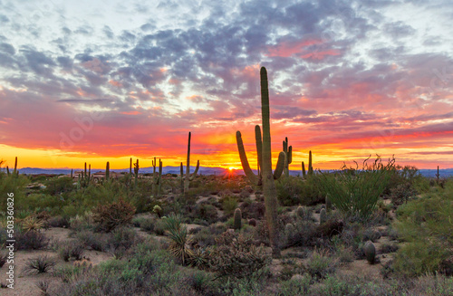 Sunset Skies In North Scottsdale Arizona With Saguaro Cactus