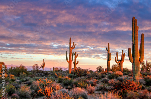 Stampa su tela Sonoran Desert Landscape In Scottsdale AZ Near Sunset Time