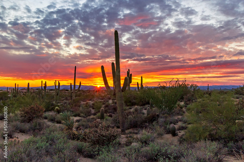 Arizona Desrt Sunset Skies With Cactus In Scottsdale, AZ.