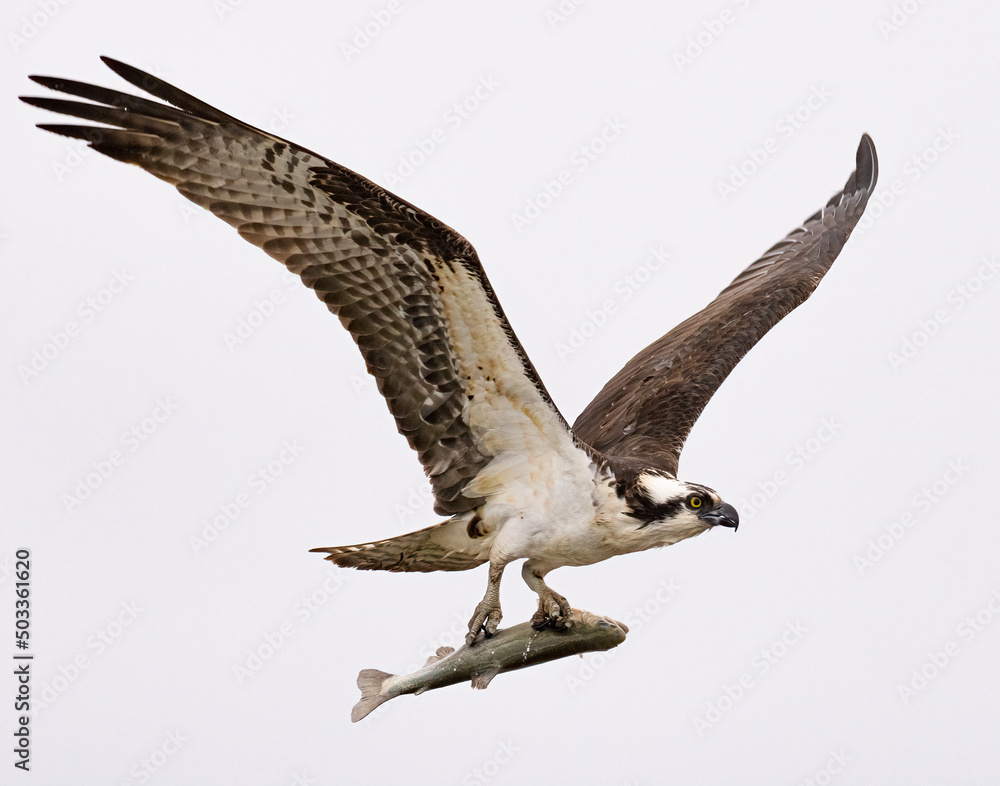 Obraz premium Osprey (Pandion haliaetus) in flight with rainbow trout catch wings up Colorado, USA
