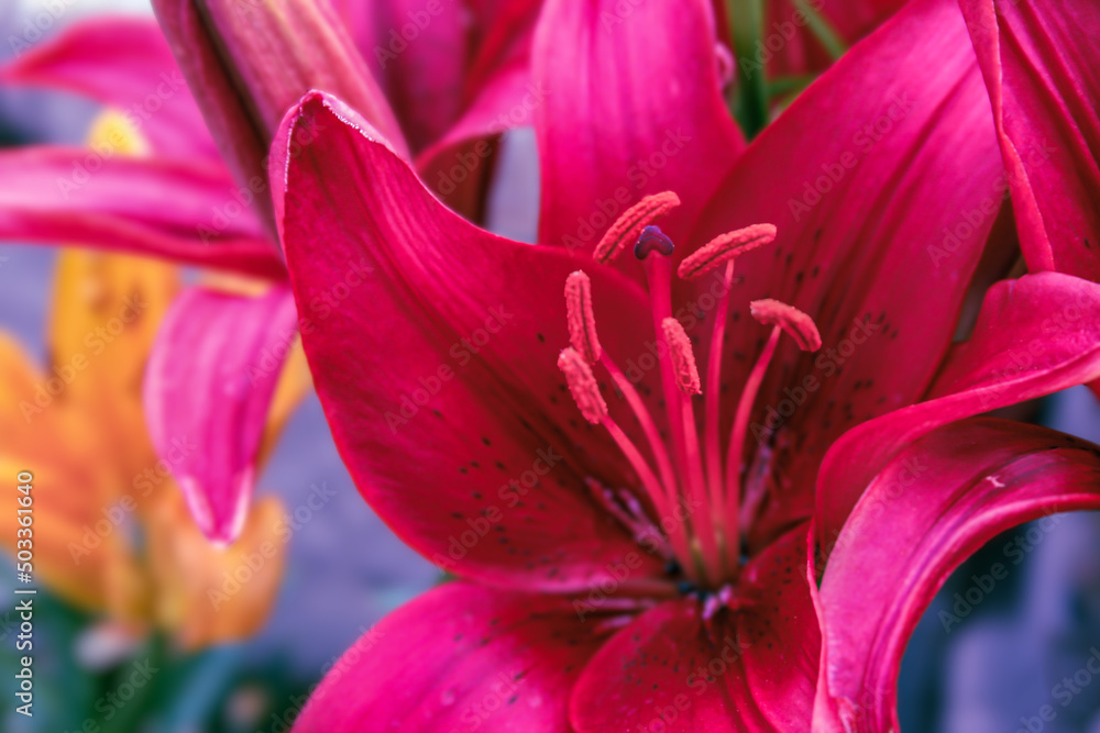 Fischia Lillies Fischia Lillies