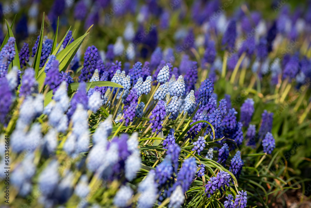 Very Peri and white spring flowers Very Peri and white spring flowers
