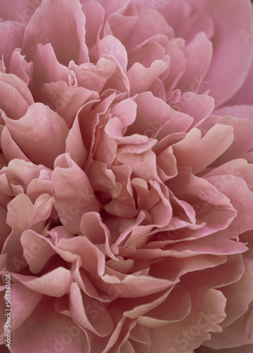 Pink petals © Mary Struck