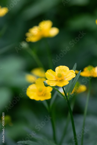 Fototapeta Naklejka Na Ścianę i Meble -  Yellow dark forest wildflowers