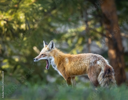 Red fox (Vulpes vulpes) adult standing in forest Colorado, USA