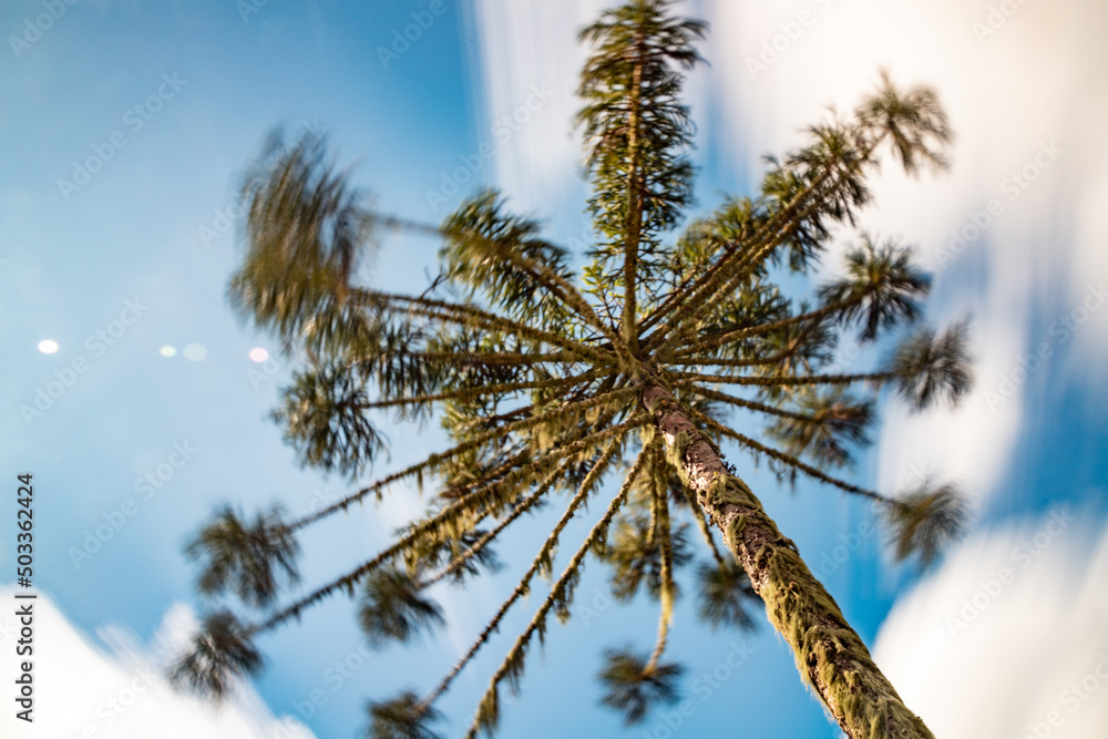 Araucaria trees on the wind and clouds moving Araucaria trees on the wind and clouds moving