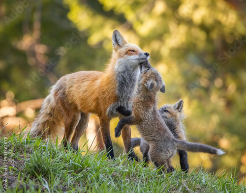 Photography Red fox close up