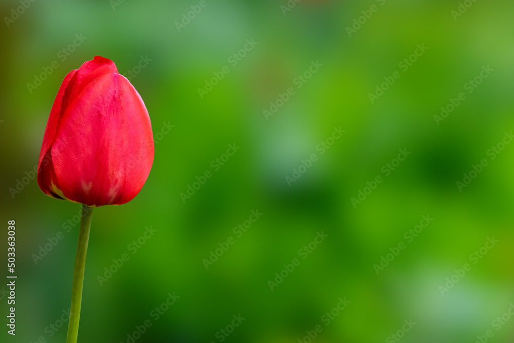 Red blooming tulip on a green background Red blooming tulip on a green background
