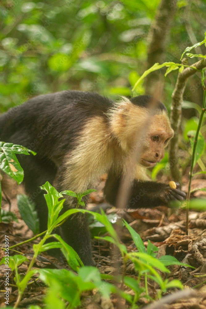 Whitefaced Capuchin Monkey Whitefaced Capuchin Monkey