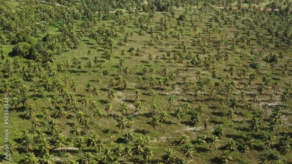 coconut tree field sunny green grass blue sky aerial drone shot coconut tree field sunny green grass blue sky aerial drone shot