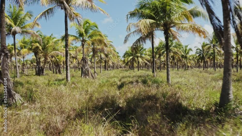 coconut field sunny grass aerial drone shot coconut field sunny grass aerial drone shot