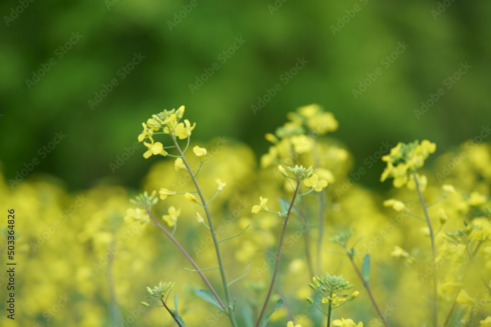 It feels like spring today It feels like spring today