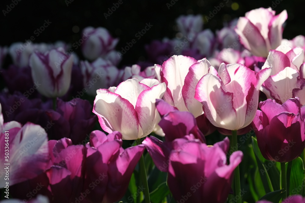 Fototapeta premium White and purple tulip close up, selective focus. Field of many blooming white, and purple tulips showing green stems. Tulips against the day sun light.