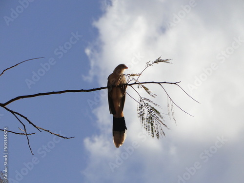 bird in the sky