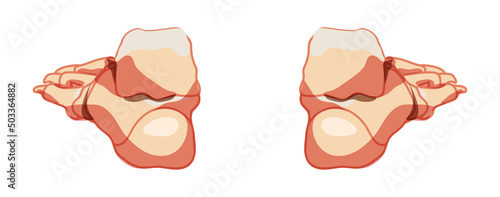 Foot and ankle Bones Human Skeleton back Posterior dorsal view. Set of Anatomically correct joints, toe phalanges, cuboid, metatarsal, navicular, cuneiform realistic flat concept Vector illustration