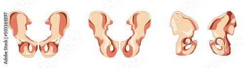 Pelvis hip bone Skeleton os coxae, innominate, pelvic, coxal bone Human front back side view. Set of realistic flat natural color concept Vector illustration of anatomy isolated on white background