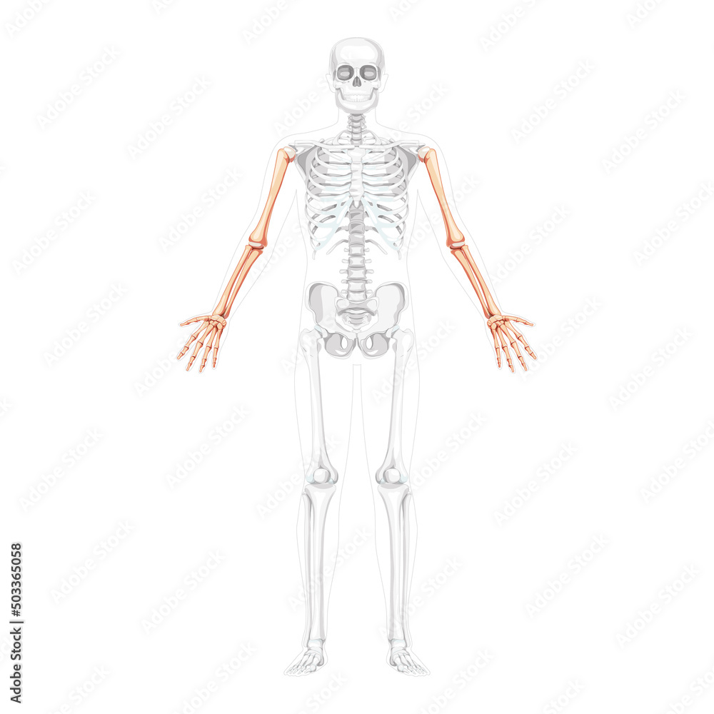 Skeleton Arms Human front Anterior ventral view with partly transparent bones position. Hands, forearms realistic flat natural color concept Vector illustration of anatomy isolated on white background