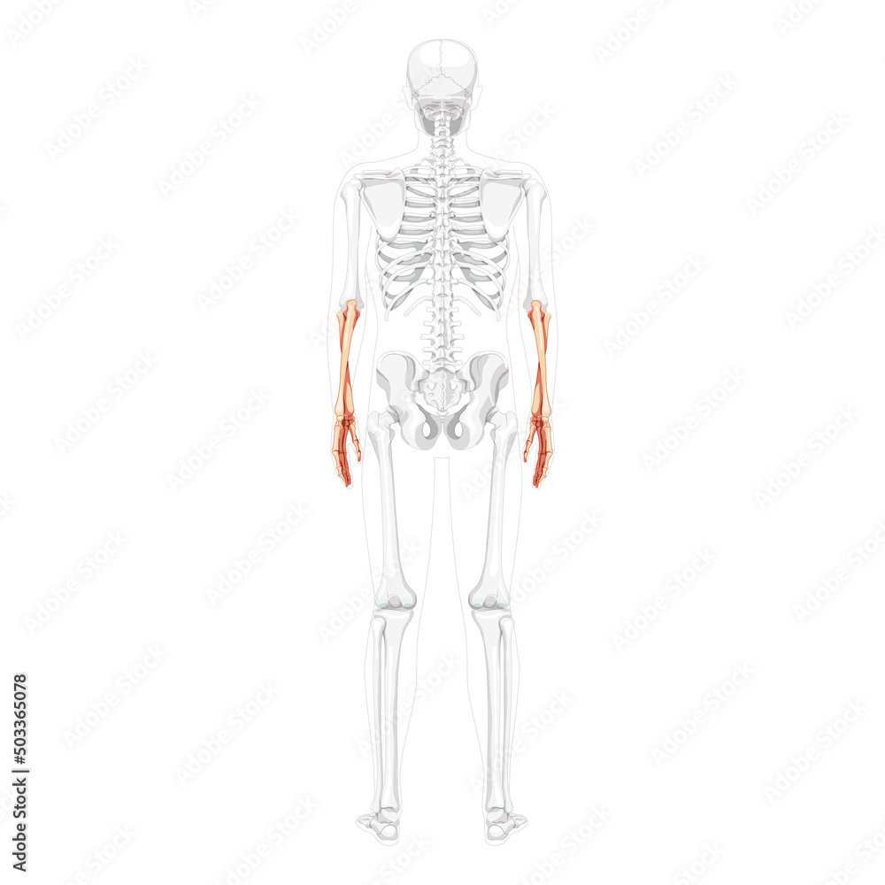Skeleton Forearms Human ulna, radius, hand back view with partly transparent bones position. Anatomically correct realistic flat natural color concept Vector illustration isolated on white background