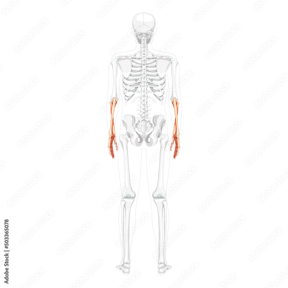 Skeleton Forearms Human ulna, radius, hand back view with partly transparent bones position. Anatomically correct realistic flat natural color concept Vector illustration isolated on white background Skeleton Forearms Human ulna, radius, hand back view with partly transparent bones position. Anatomically correct realistic flat natural color concept Vector illustration isolated on white background