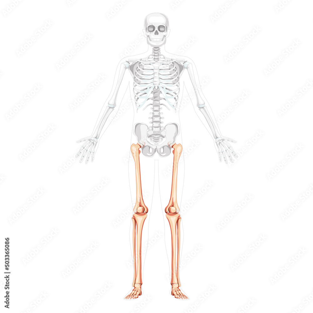 Skeleton Thighs and legs lower limb Human front view with partly transparent bones position. Anatomically correct fibula, tibia, foot realistic flat concept Vector illustration of anatomy isolated