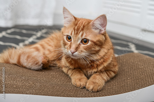 Cute ginger cat lying on the scratching post photo