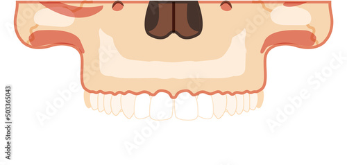 Skull Skeleton Human head part front view with upper teeth row. Human face model. Set of chump realistic flat natural color concept. Vector illustration of 3d anatomy isolated on white background