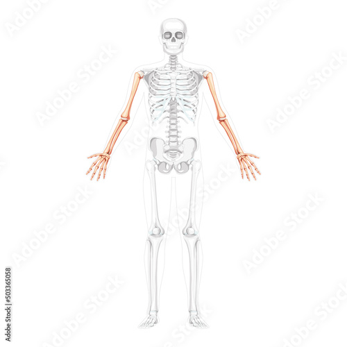 Skeleton Arms Human front Anterior ventral view with partly transparent bones position. Hands, forearms realistic flat natural color concept Vector illustration of anatomy isolated on white background