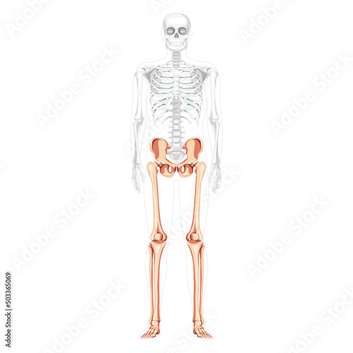 Lower limbs Human Pelvis with legs, Thighs Feet, ankles Skeleton front Anterior ventral view with partly transparent body. Anatomically correct 3D realistic flat natural color Vector illustration