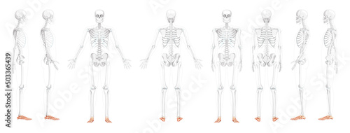 Set of Skeleton Foot ankle Bones Human front back side view with partly transparent bones position. 3D realistic flat natural color concept Vector illustration of anatomy isolated on white background photo